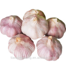 2017 china garlic exporter natural fresh normal white garlic price for sale